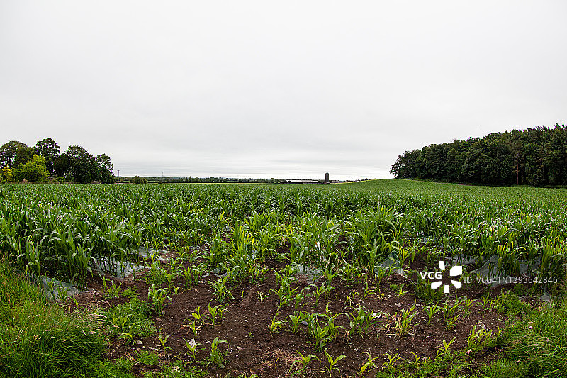 英国农业图片素材