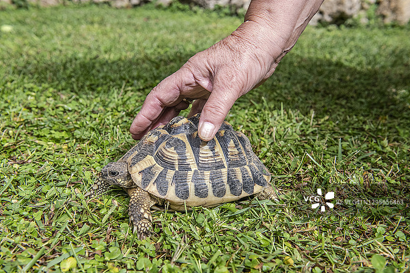赫尔曼陆龟图片素材