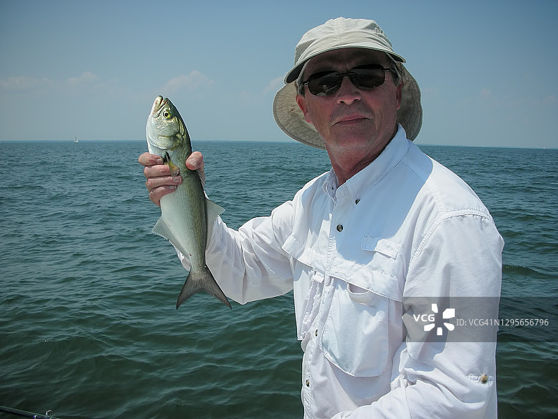 切萨皮克湾蓝鱼垂钓图片素材