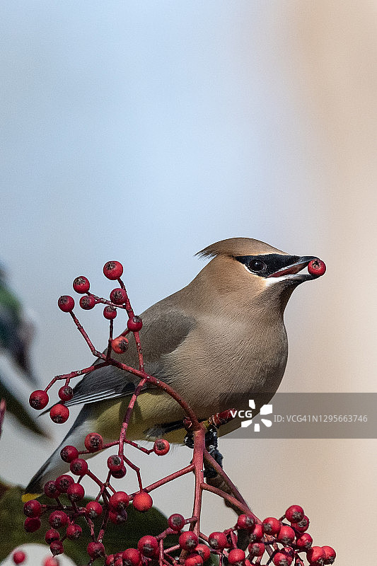 红端灌木丛上的雪松太平鸟系列图片素材