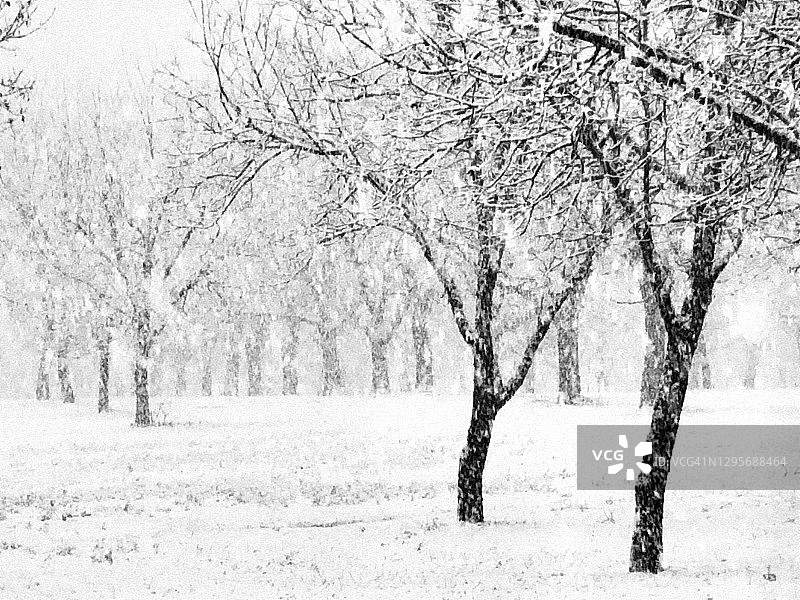 得克萨斯州冬季雪景：美洲山核桃树图片素材