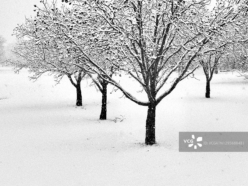 得克萨斯州冬季雪景：美洲山核桃树图片素材
