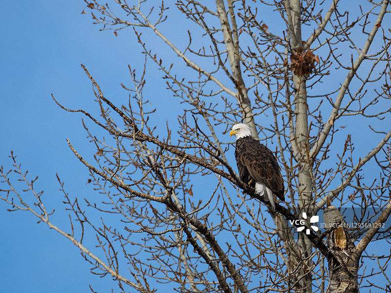 秃鹰栖息在树枝上图片素材