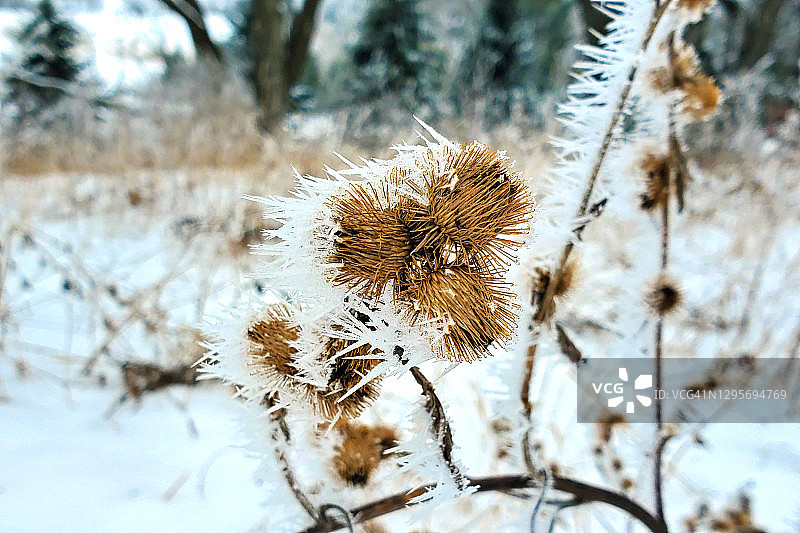 牛蒡上的雾凇图片素材