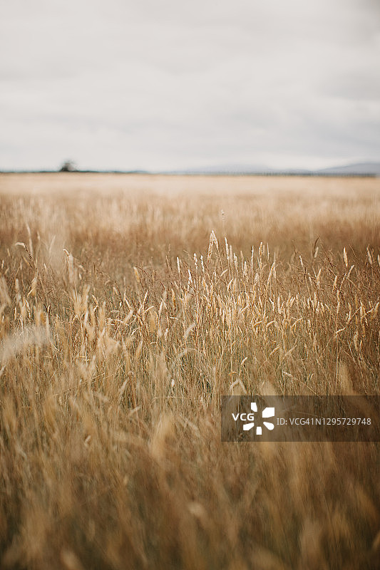 塔斯马尼亚农业用地图片素材