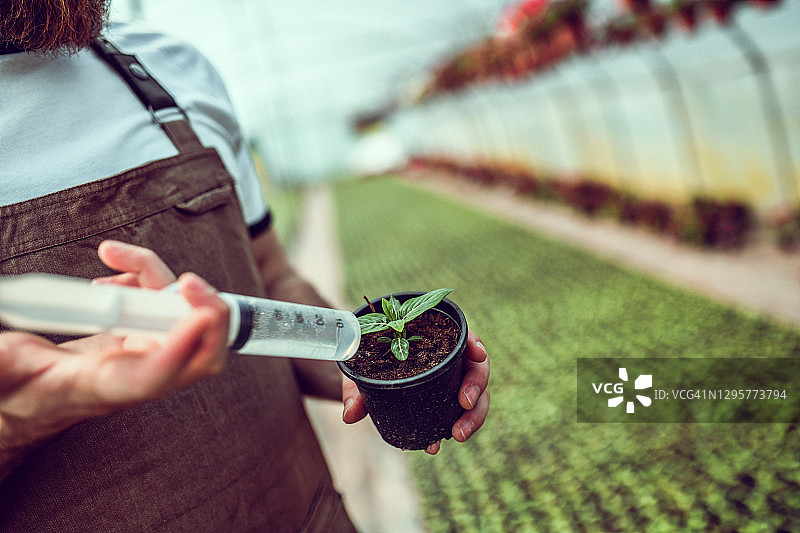 园丁用注射器浇花图片素材