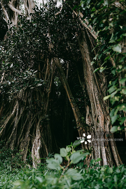 冲绳县山原国家公园的榕树丛林图片素材