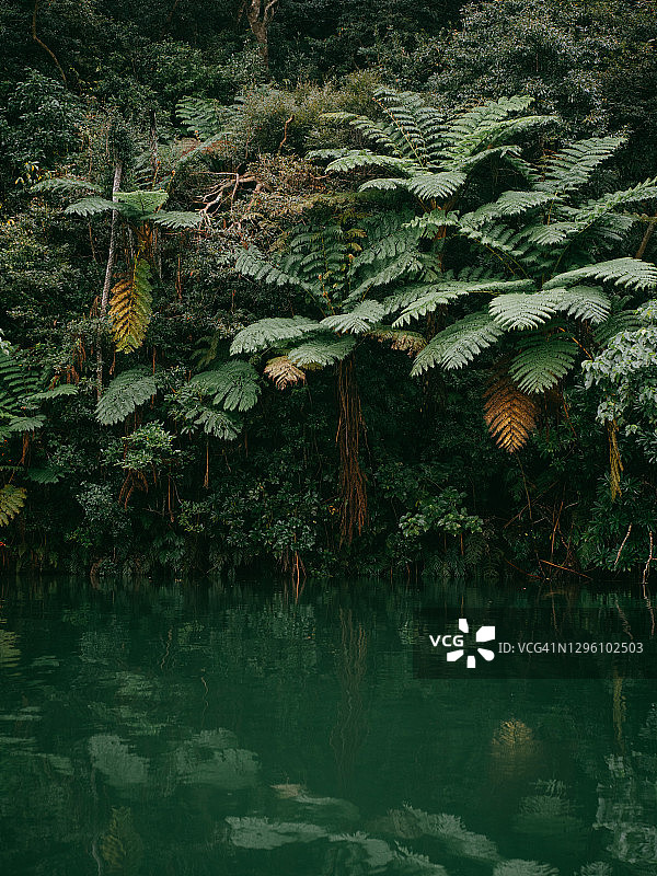 冲绳的雨林、树蕨和河流，日本图片素材