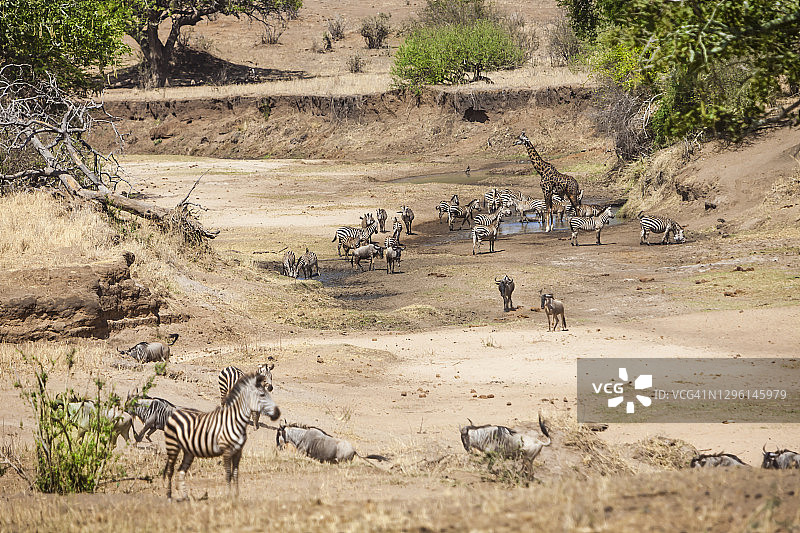 在水坑边聚集图片素材