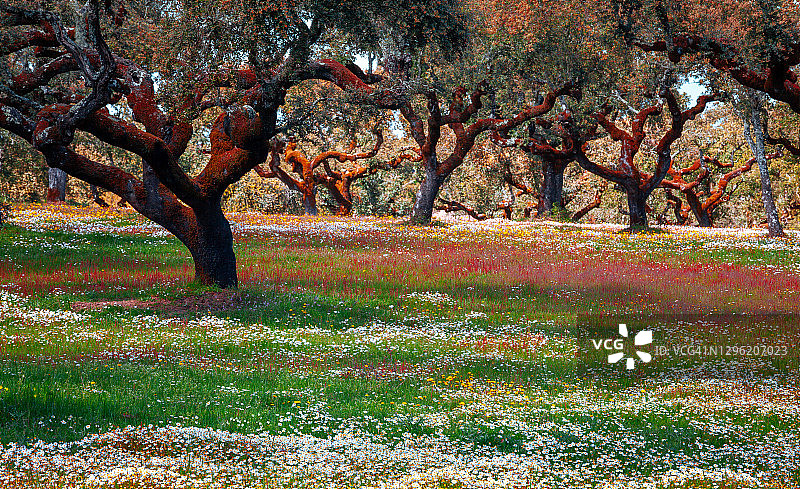 葡萄牙埃武拉阿连特茹的软木树草甸图片素材