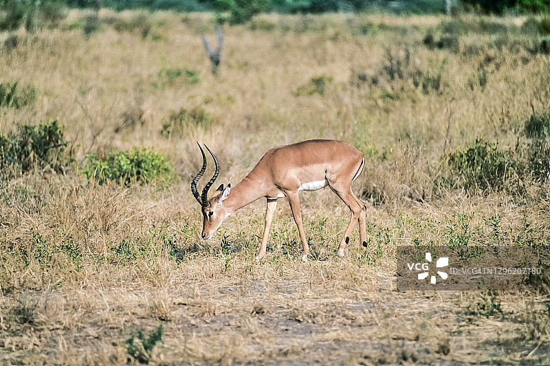 黑斑羚图片素材
