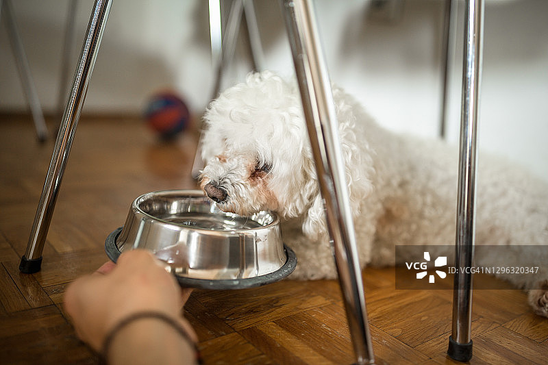 手喂领养狗图片素材