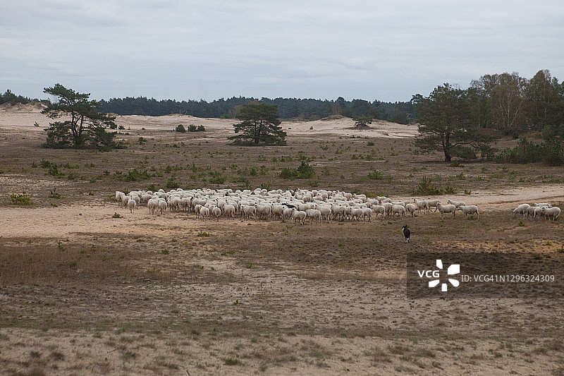 自然保护区内的绵羊图片素材
