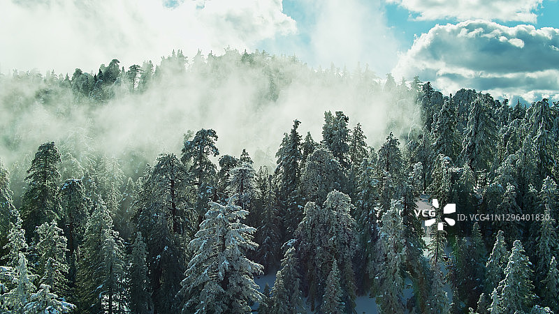 雪forest覆盖的森林中树木间隙中的雾气聚集 - 航拍图片素材