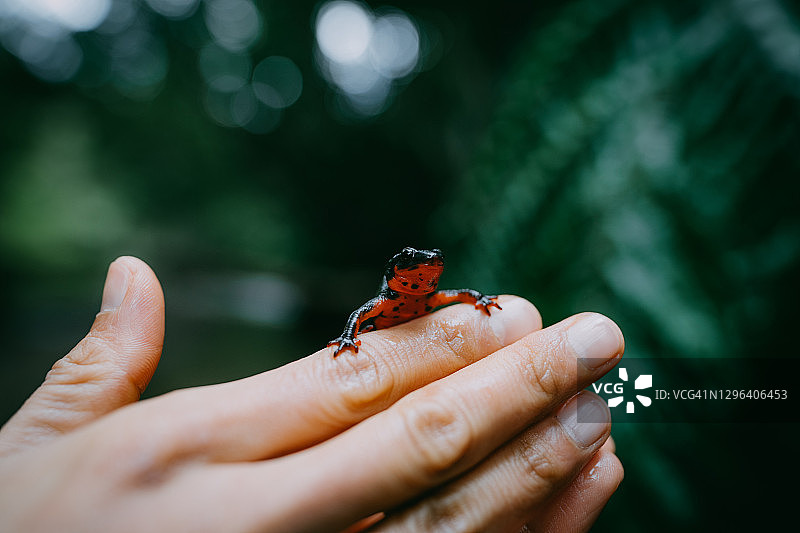 冲绳剑尾蝾螈，冲绳岛山原森林，日本图片素材