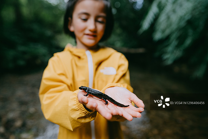 小女孩拿着琉球剑尾蝾螈，日本图片素材