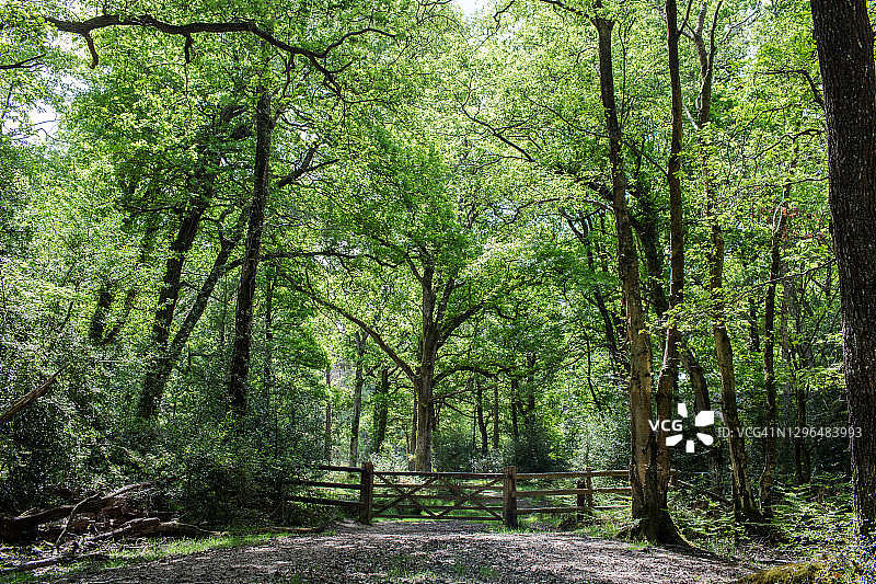 带木门的茂密森林图片素材