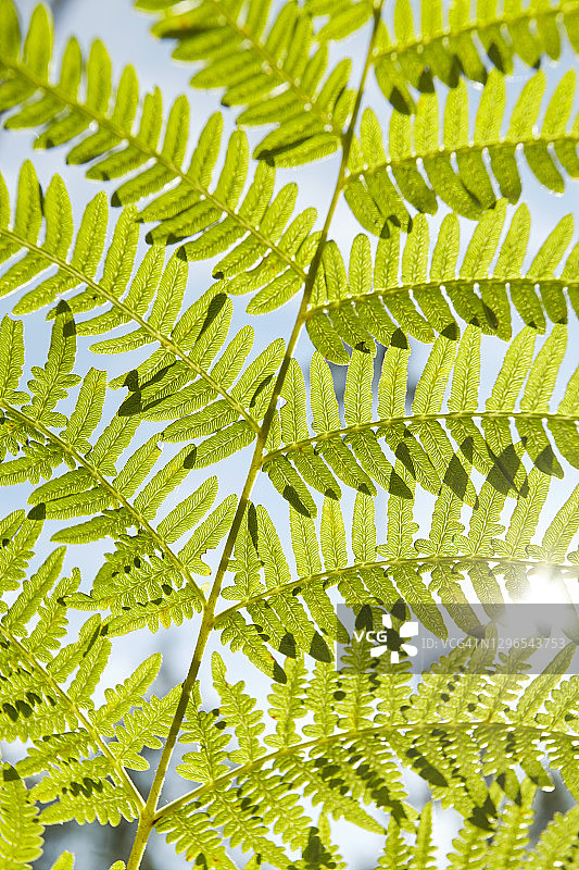 蕨类植物的细节图片素材