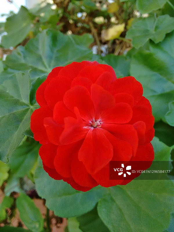红色的花图片素材