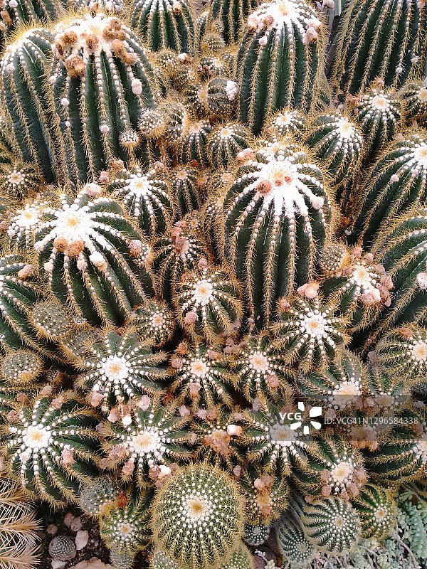 仙人掌图片素材