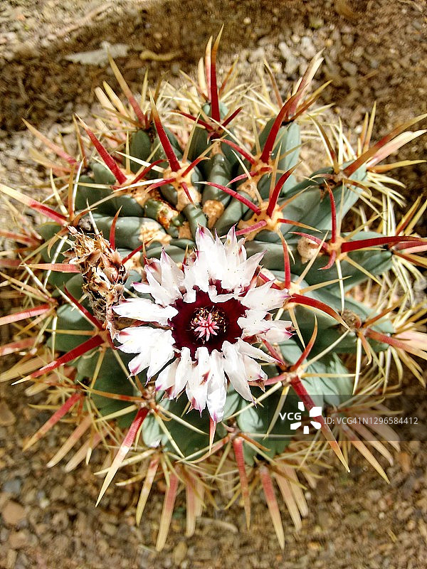 仙人掌图片素材
