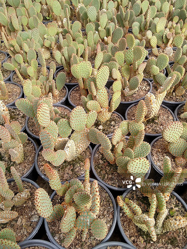 仙人掌图片素材