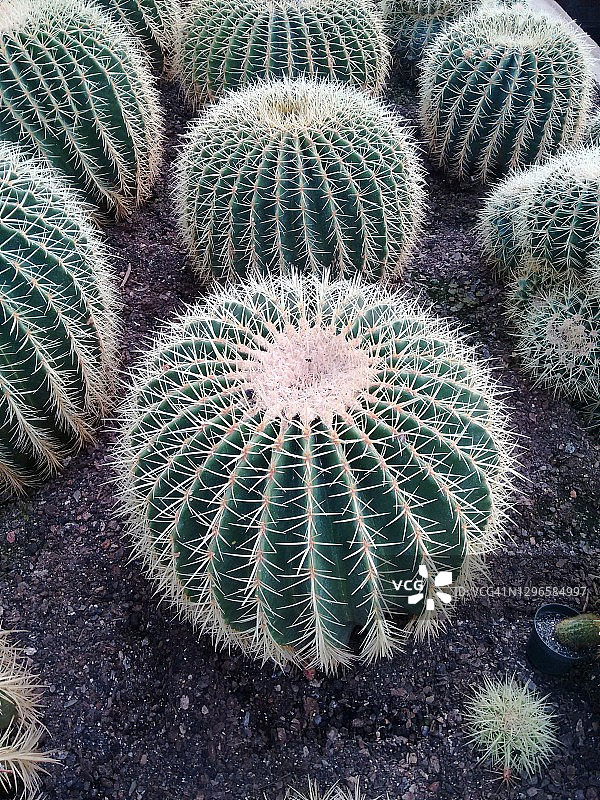 仙人掌图片素材