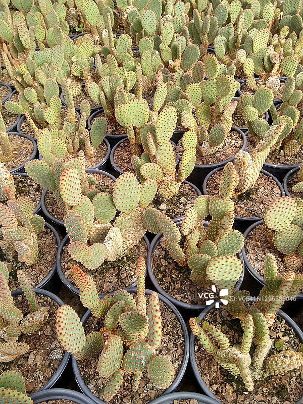 仙人掌图片素材