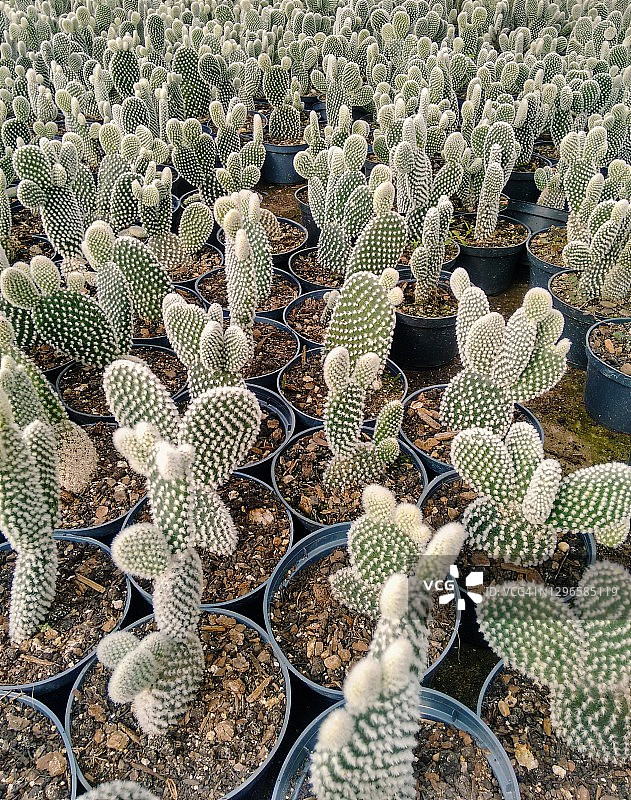 仙人掌图片素材