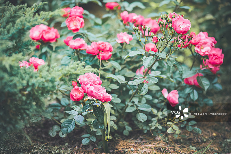 花园灌木玫瑰图片素材