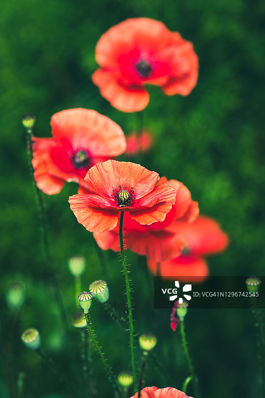 花园里的罂粟花图片素材