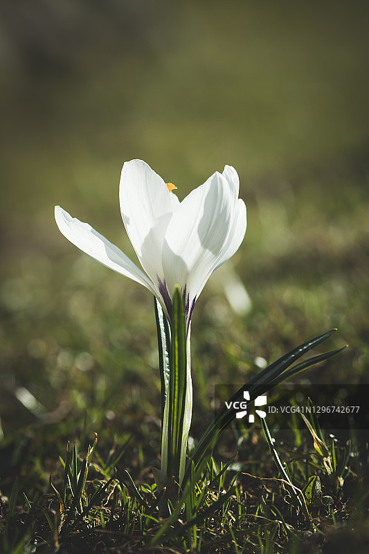 美丽的春天的花朵图片素材