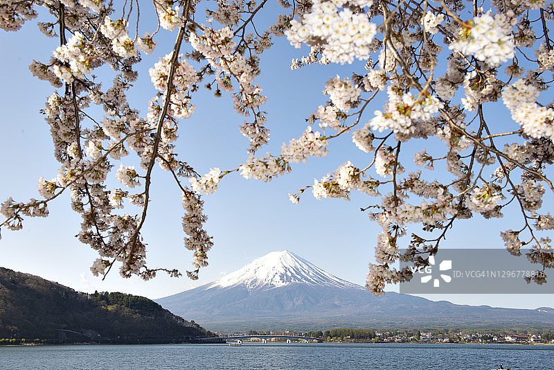 春季河口湖畔的富士山和粉色樱花，日本图片素材