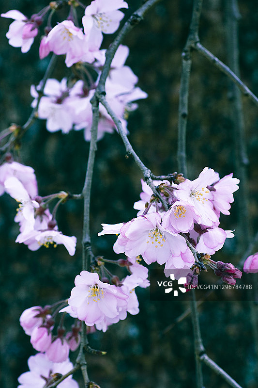 哭泣的樱花图片素材