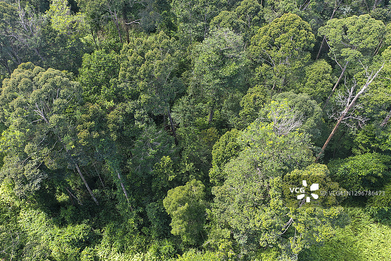 沙巴婆罗洲克里亚斯泥炭沼泽地的热带雨林壮丽航拍图片素材