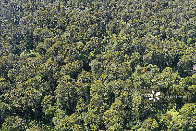 沙巴婆罗洲克里亚斯泥炭沼泽地的热带雨林壮丽航拍图片素材
