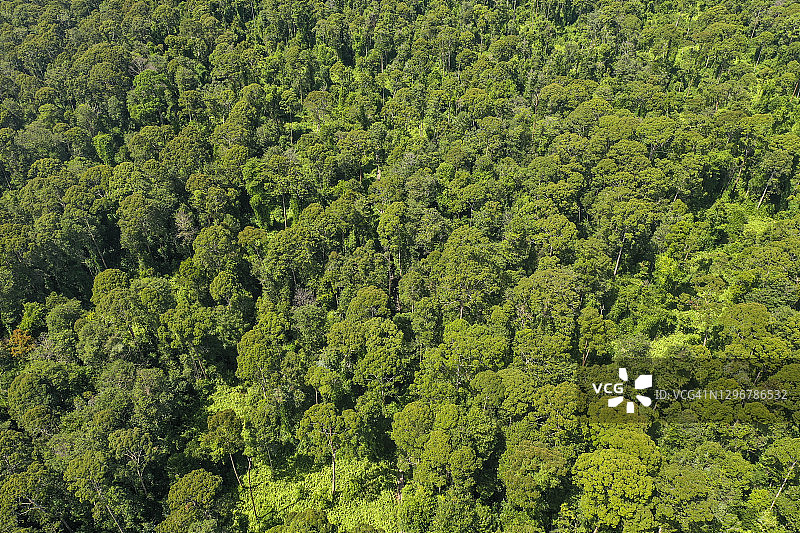 沙巴婆罗洲克里亚斯泥炭沼泽地的热带雨林壮丽航拍图片素材