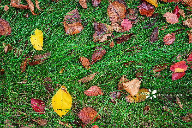 丰富多彩的秋叶图片素材