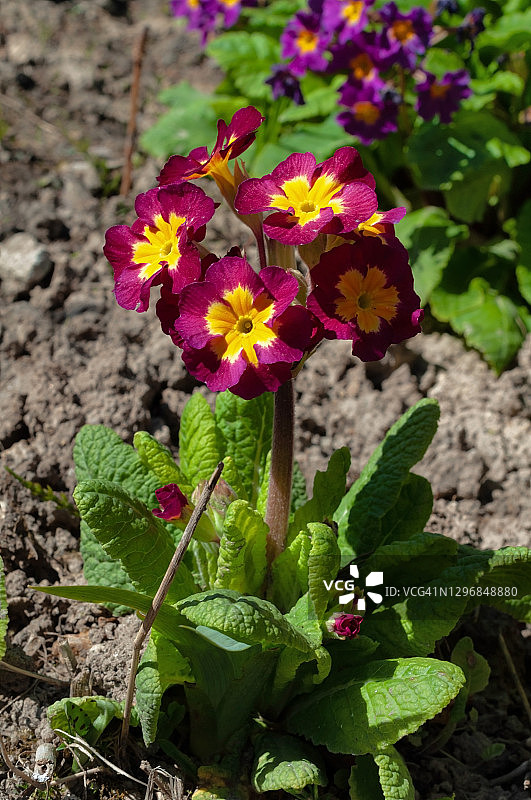 春天，报春花盛开图片素材
