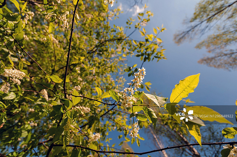 鸟樱花开满树枝图片素材
