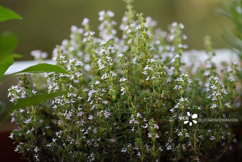 百里香（普通百里香）图片素材