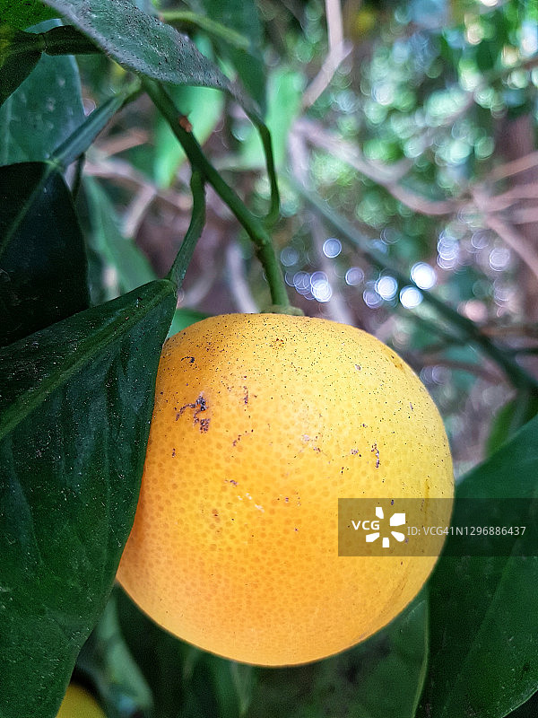 葡萄柚树上悬挂的成熟葡萄柚图片素材