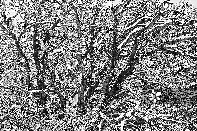 снега ветка дерева силуэт图片素材