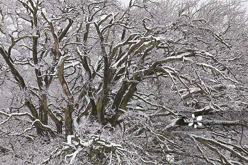 снега ветка дерева силуэт图片素材