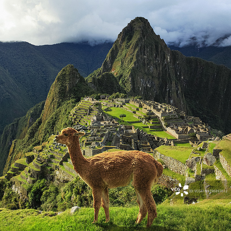 秘鲁安第斯山脉马丘比丘遗址的羊驼图片素材