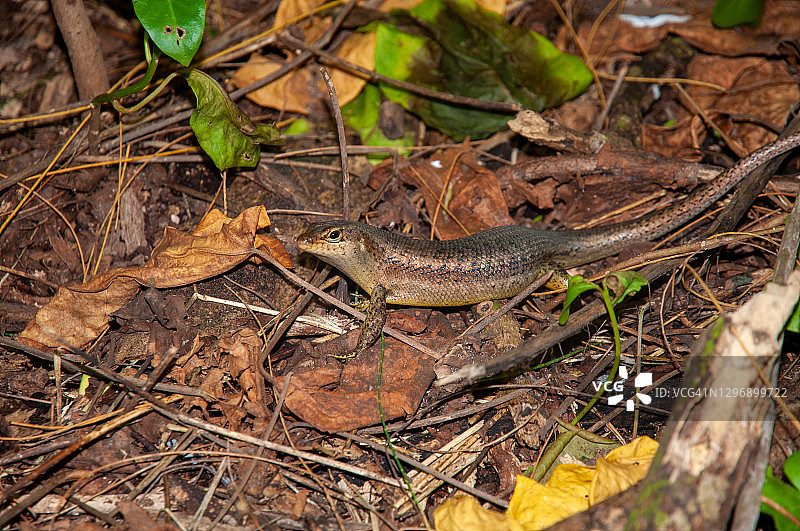 阿赖德岛自然保护区岛上的赖特石龙子图片素材