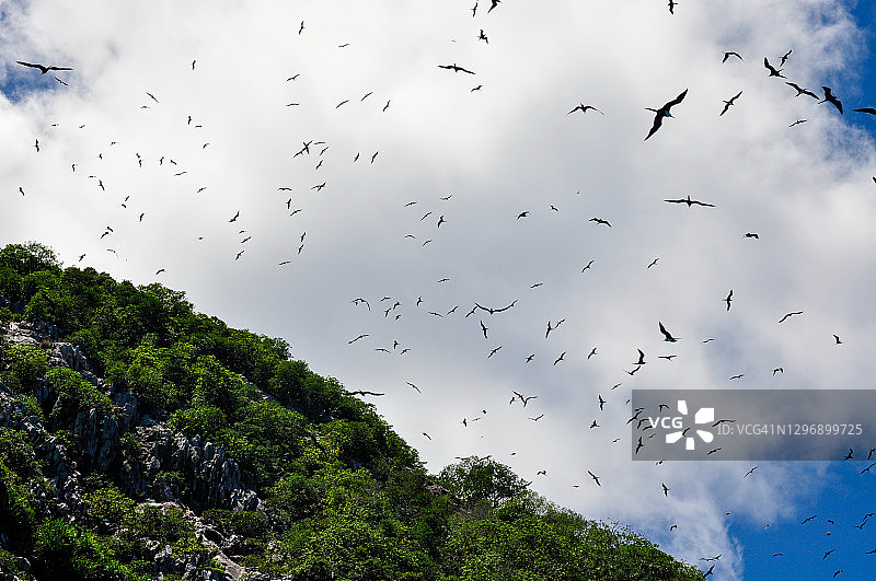 塞舌尔阿里德岛上空飞翔的大军舰鸟群图片素材