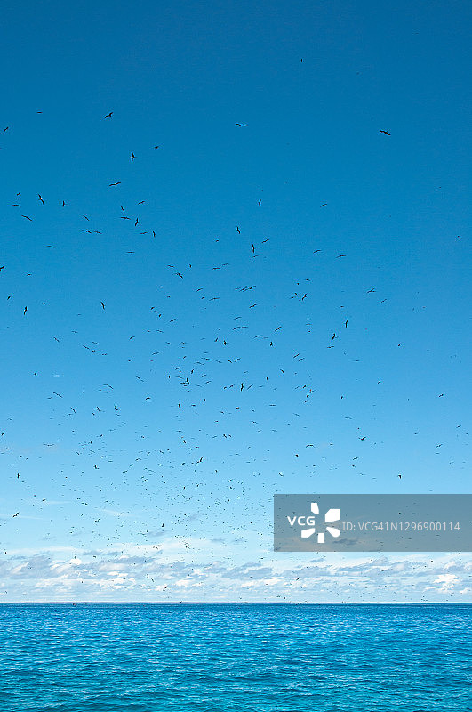 塞舌尔，军舰鸟群飞翔于海平面之上图片素材