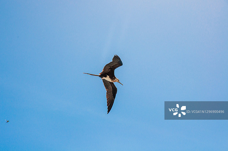 在塞舌尔阿里德岛蓝色晴空飞翔的大军舰鸟图片素材