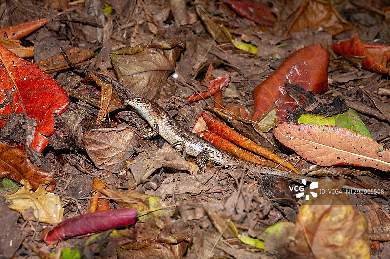 阿赖德岛自然保护区岛上的赖特石龙子图片素材